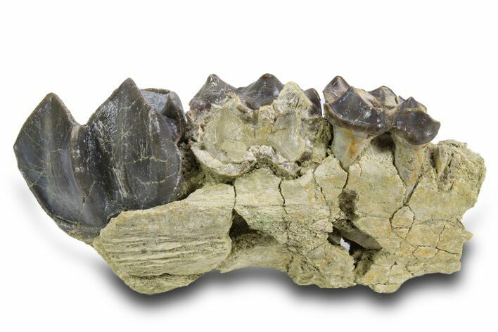 Fossil Titanothere (Megacerops) Partial Maxilla - South Dakota #300017